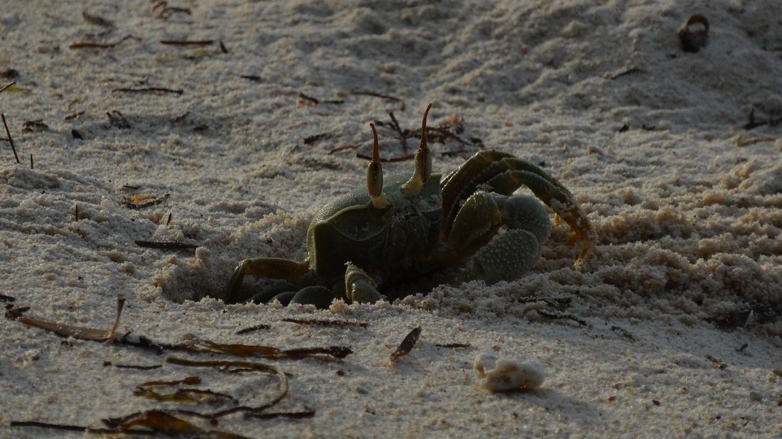 VIDEO Od invazivnih zelenih rakova proizvode – viski!