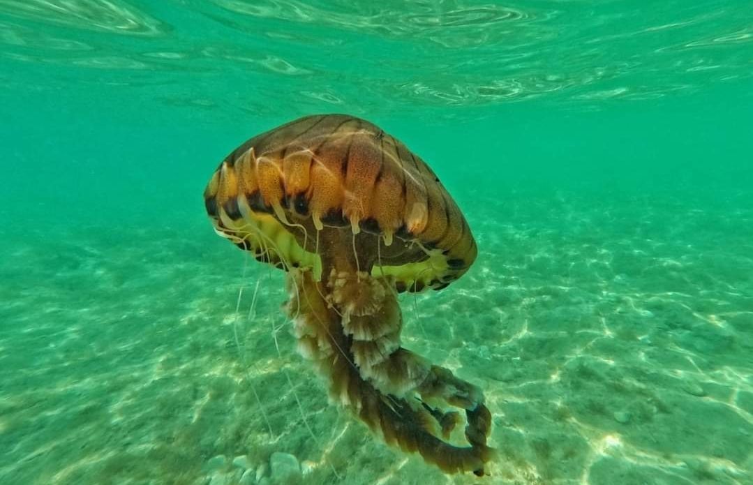 Predstavljena karta kretanja meduza uz obalu Istre