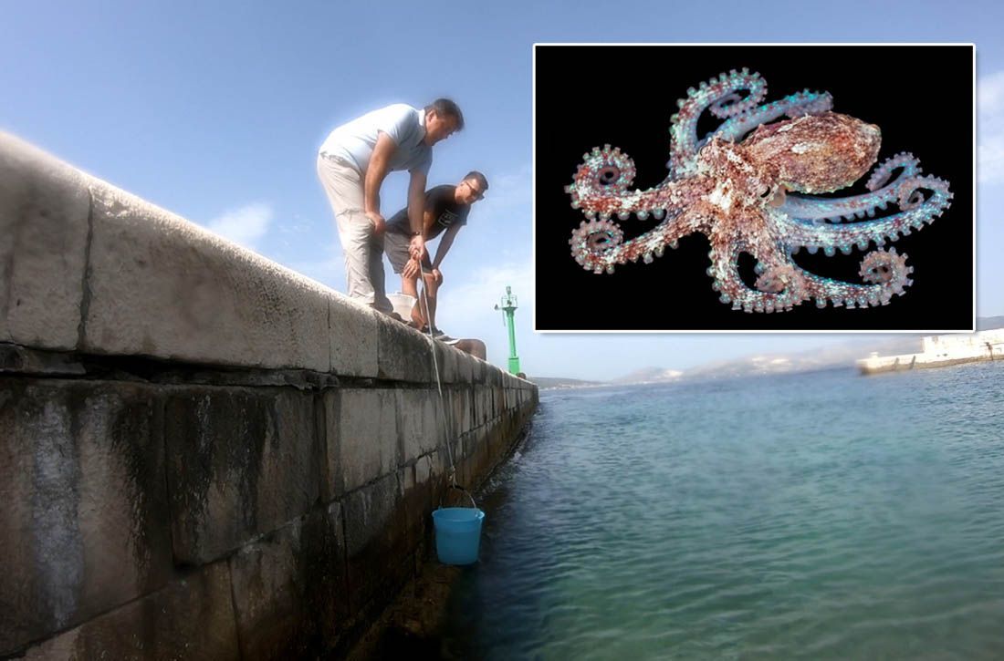 FOTO/VIDEO U more kod Splita pušteno stotine tisuća hobotnica