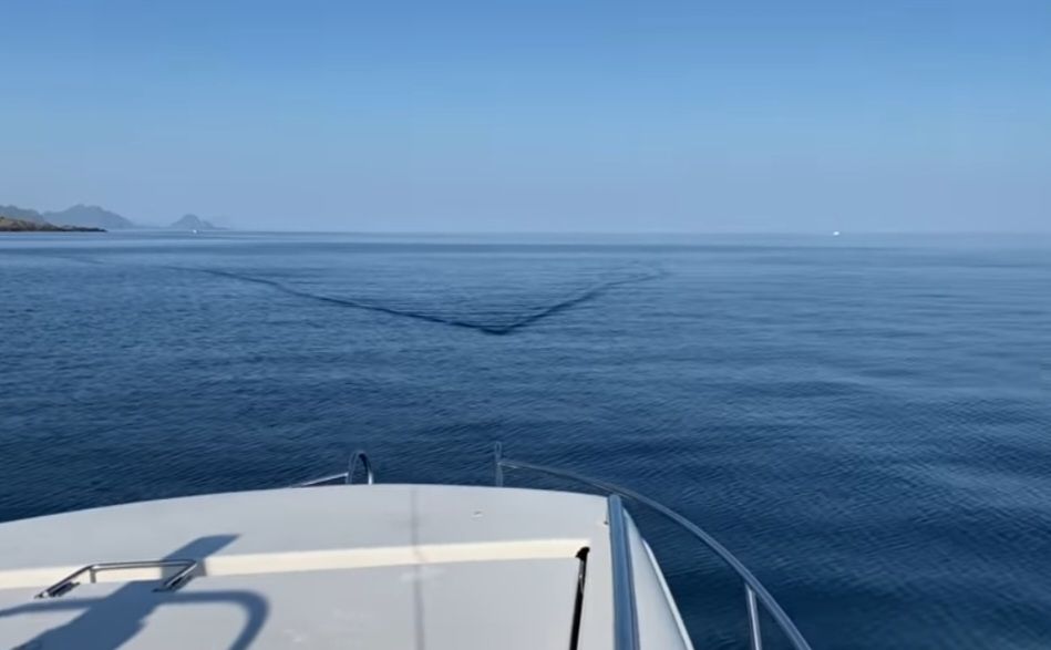 VIDEO U Norveškom moru pojavila se velika bijela psina – Tvrde da je ovdje nikad nisu vidjeli