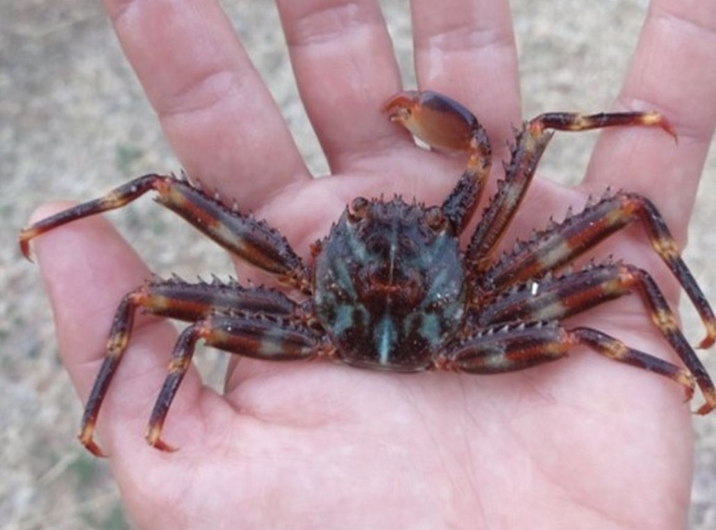 Velika populacija invazivne vrste raka uočena na Mljetu