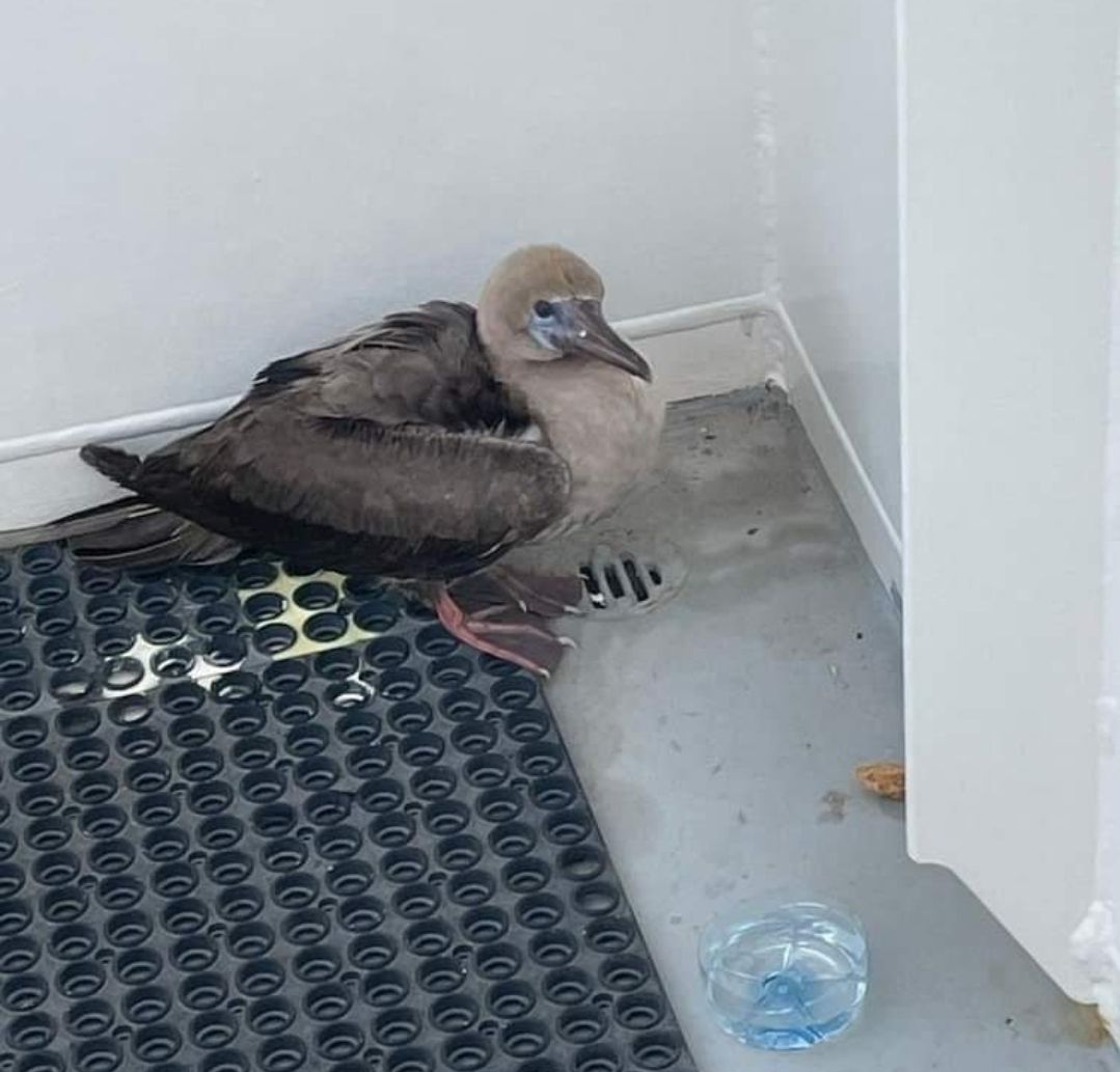 Humani čin hrvatskih pomoraca – Spasili mladu iscrpljenu pticu
