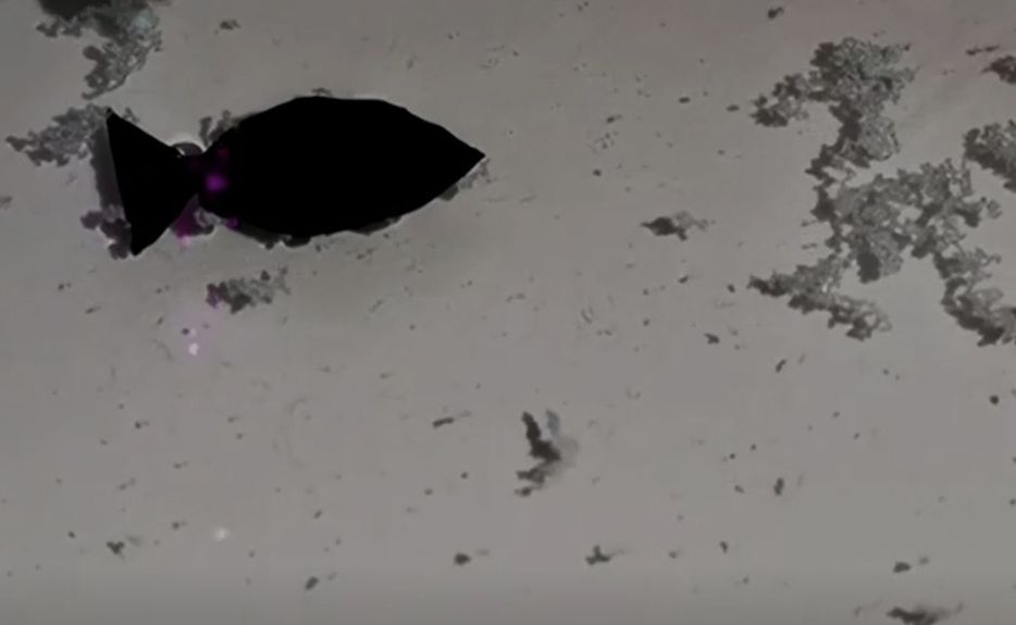 VIDEO Kineski znanstvenici razvili ribu robota koja proždire plastiku