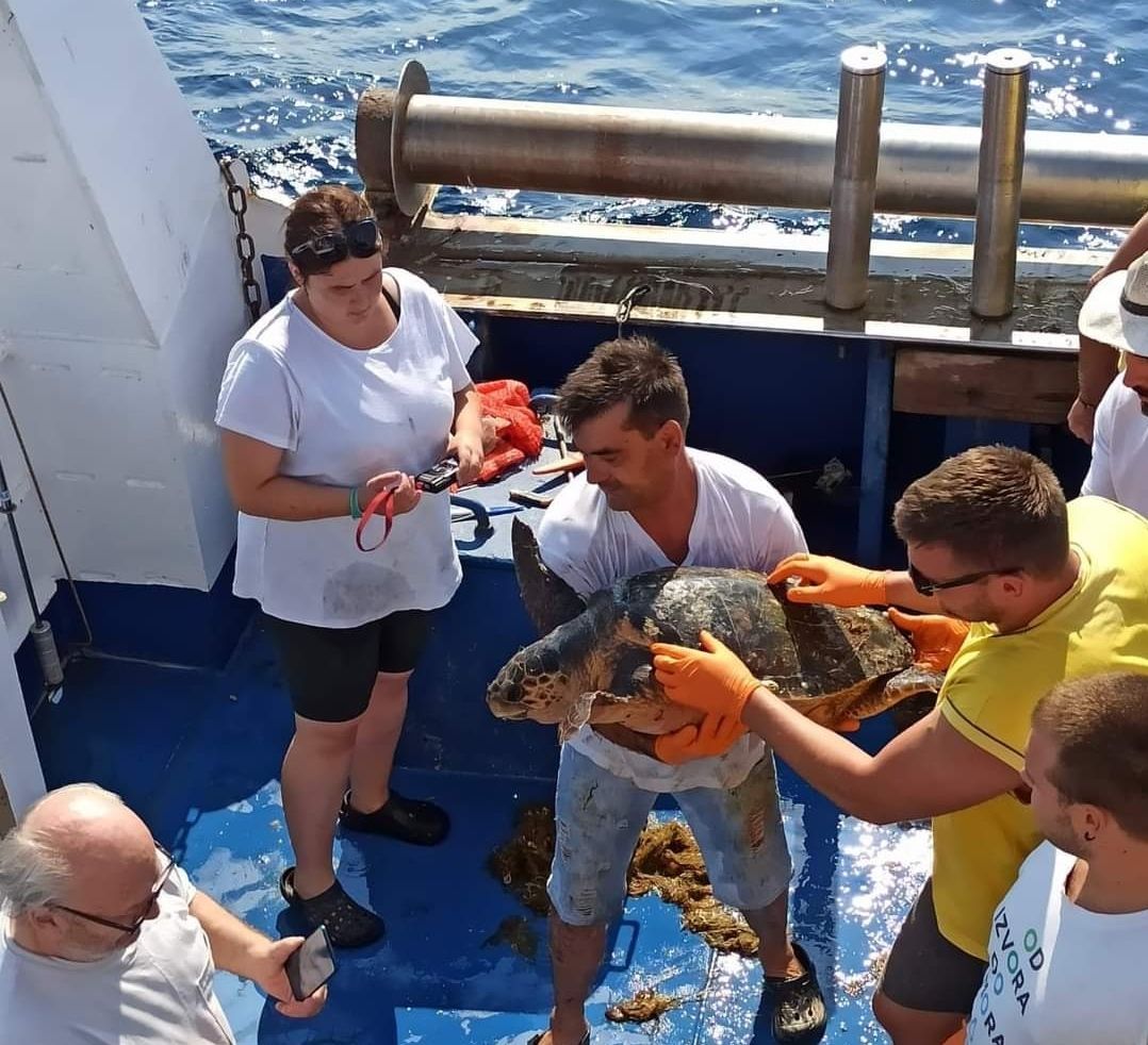 Uz istarsku obalu pronađena glavata želva zapetljana u mrežu