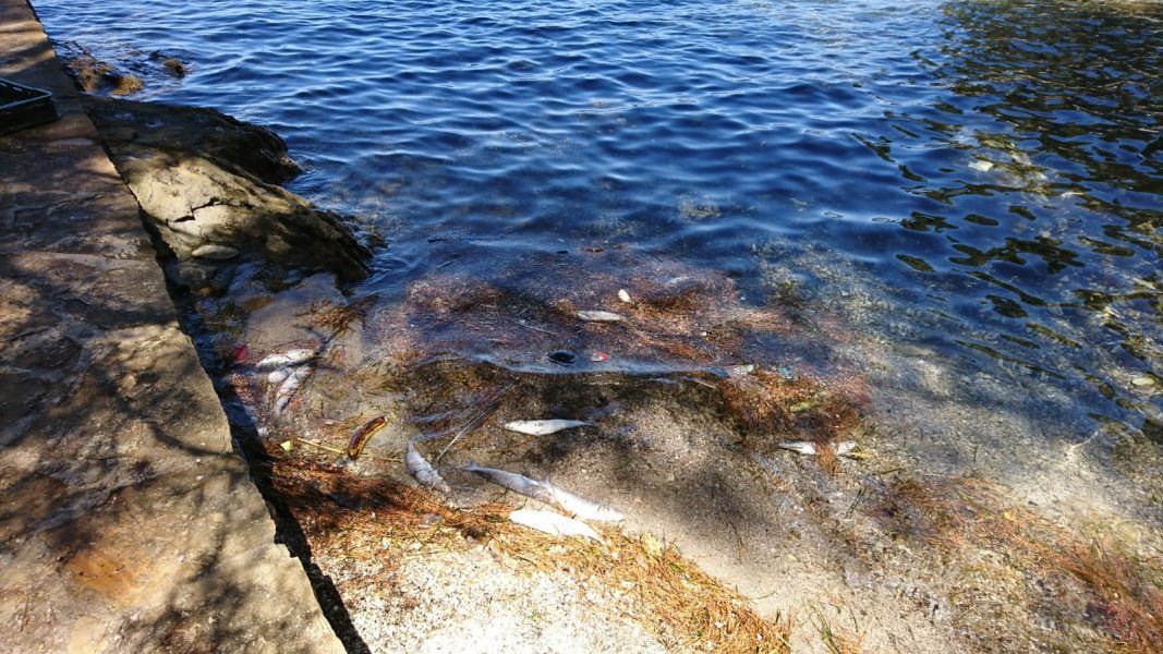 ŠIRI SE NESNOSAN SMRAD Mrtve ribe okupirale okolicu Splita