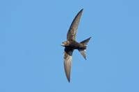 Pokrenut izbor Ptice godine 2026. - ovo su kandidati!