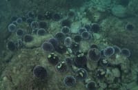 Znanstvenici zbunjeni otkrićem u Jadranu: "Ova vrsta nikad se ne okuplja u ovolikom broju, pogotovo ovdje..."