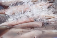 NE JEDITE OVE LIGNJE Državni inspektorat ih povlači zbog povećane koncentracije otrovnog metala!