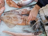 Kapitalni ulov na splitskoj peškariji: "Ovakvu lignju nismo imali 5, 6 godina"