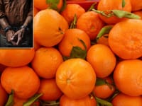 Bosanac i Hercegovac sa Srbinom 55 kilograma kokaina sakrio među mandarinama: "Trebao je završiti u Poreču"