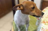 Učinimo dobro djelo, pomozite pronaći Huga koji je nestao u Splitu