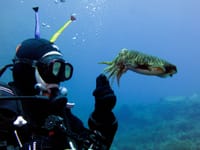 MIR&TIŠINA Postoje dobri razlozi zbog kojih ronioci žude za svijetom ispod površine