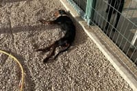 PAPRENE KAZNE Državni inspektorat potvrdio: "U radu šibenskog azila postoje nepravilnosti"