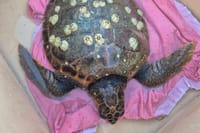 Ovo je glavata želva spašena u viškoj uvali!