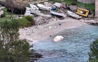 U viškoj uvali more nanijelo sisavca od 6 metara u raspadnutom stanju