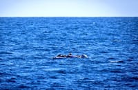 TRAGEDIJA U moru nestala 53 migranta, među njima i dvije bebe!