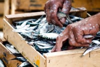 Jučer su srdele na pulskoj ribarnici koštale 4, a danas 6 eura!