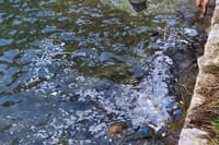 MALI LOŠINJ Spašena glavata želva koja je plutala u uvali Čikat