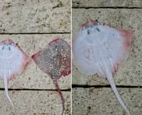 Albino raža iz viškog akvatorija