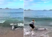 Dezorijentirani dupin nasukao se na plažu u Orebiću, ljudi ga uspjeli vratiti u more!