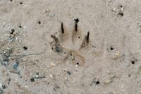 Čagljevi se skupljaju oko kontejnera usred Pule