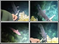 "GLAD JE VRAG" Ugor izašao na površinu i jede iz ruke