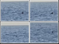 VIDEO Golema psina kod Cresa