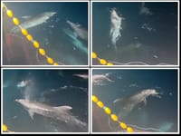 VIDEO Zadarski ribari objavili snimku dupina koji im "provaljuju" u mreže i "kradu" srdele