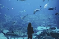 Prijatelji životinja prozvali Grad Split: "Ne gradite akvarij na Žnjanju, ribe su osjećajna bića i mogu patiti!"