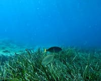 Danas slavimo morske cvjetnice - Podmorske livade koje čine pluća našeg mora