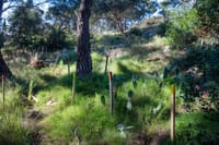 Na Marjanu posađeno 15 tisuća sadnica: "Dugoročno očuvanje zelenih pluća grada!"