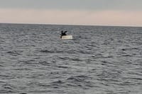 Drama na moru kod Poreča: "Potonuo ribarski brod, spašena tri tribara, bili su promrzli"