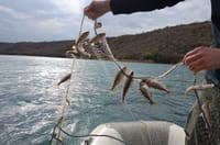 Na Krki počele aktivnosti za očuvanje ugroženih slatkovodnih riba