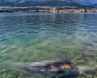 Uginula ženka dupina Skalina: "Nakon smrti mladunca uginula i ona"