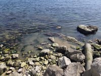 JADRAN NA ČEKANJU Dok turizam cvjeta, trećina ispusta i dalje bljuje sirovu kanalizaciju u more - Imamo najnižu stopu pročišćavanja voda u EU!