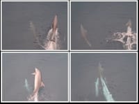 Zaigrani dupini "plešu" pod 'Markom Polom' i vraćaju dobro raspoloženje