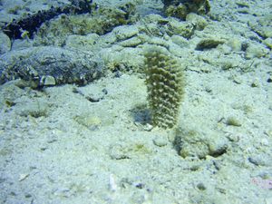 Pronađeno 7 živih periski kraj Poreča