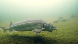 Jesetra, riba još iz doba dinosaura, koja je na rubu izumiranja