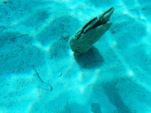 Mnogi tvrde da nalaze žive periske - Ne, niste! Ako izgledaju ovako, naišli ste samo na još jedno groblje