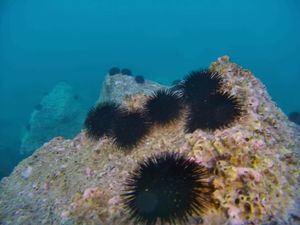 Iz Jadrana se izlovi oko 150 tona ježinaca godišnje - Na koji način je to regulirano?