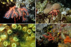 FOTO Podmorje Mljeta naseljava 56 vrsta koralja od kojih je 38 ugroženih