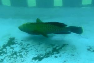 U pulski Aquarium stigao Napoleon, riba koja nakon osme godine života promijeni spol