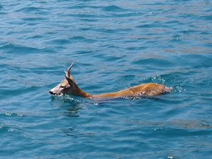 Srna preplivala Rijeku Dubrovačku