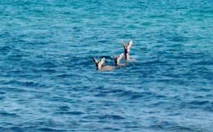 Tri srne odlučile preplivati Novigradsko more