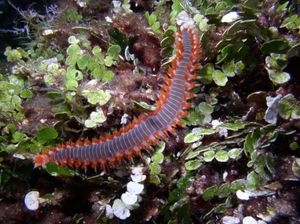 Dječaka u Rogoznici opekao vatreni crv - Pročitajte koliko je zapravo opasan