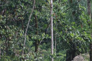 Amazonija gori: Zabilježen dan s najviše šumskih požara u 15 godina