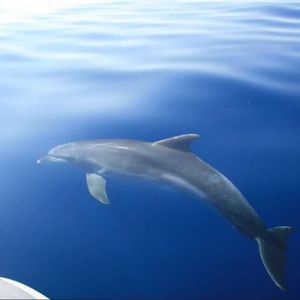 Veli Lošinj slavi Dan dupina