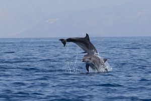 Projekt "Praćenje stanja zajednice dobrih dupina u NP Mljet i PP Lastovsko otočje"