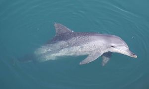 Dupin počeo napadati plivače - Posjetitelji plaža upozoreni da se dupinima ne približavaju