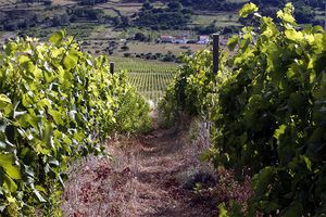 Višemjesečna suša pogodila vinare i vinogradare na Kvarneru